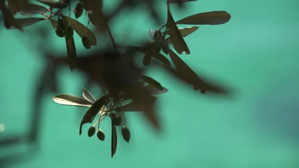 Närbild Olive Orchard Sunset Sea Waves Beach Solljus Soluppgång — Stockvideo