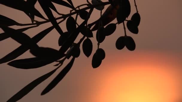 Kapat Zeytin Bahçesini Gün Batımı Deniz Dalgaları Sahilde Gün Işığı — Stok video