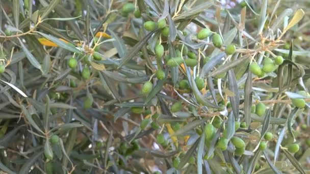 Olive Orchard Trees Greece Countryside View Summer Oil Farm Harvest — 비디오