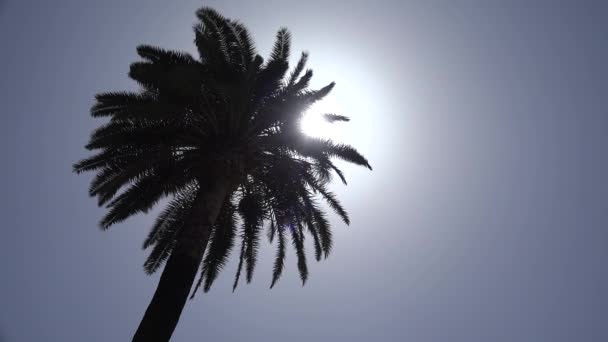 Palma Sulla Spiaggia Raggi Del Sole Foglie Cocco Bella Vista — Video Stock