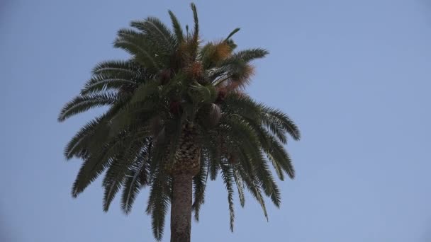 Palma Sulla Spiaggia Raggi Del Sole Foglie Cocco Bella Vista — Video Stock