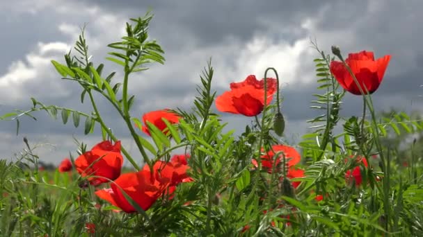 Landbouw Tarwe Oogst Papaverveld Zonsondergang Rode Bloemen Rogge Uitzicht Granen — Stockvideo