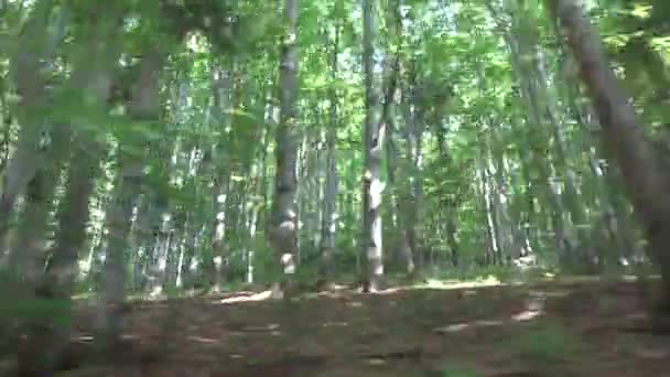 Conduciendo Por Bosque Tráfico Por Carretera Madera Coche Seguimiento Pov — Vídeo de stock