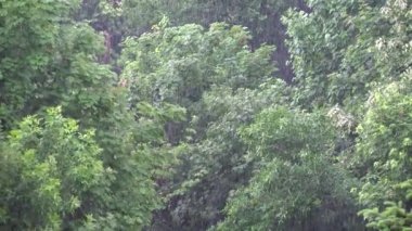4k Fırtınası, Şiddetli Yaz Yağmur Ormanı, Orman, Ağaçlar, Yapraklar, Yağmurlu, Doğada Fırtına