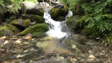 Ormandaki 4K Nehri, Ormandaki Kristal Brook Manzarası, Dağ Şelalesi