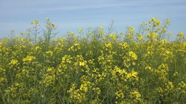 4K菜種 農業分野でのレイプ ビューコルザ栽培地 — ストック動画