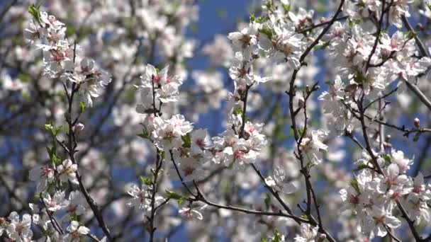 桜果樹園春の果物桜梅アップルピーチ — ストック動画