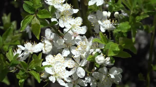 Blommande Blommande Träd Fruktträdgård Vårfrukter Blommor Körsbär Plommon Äpple Persika — Stockvideo