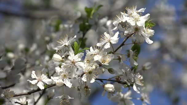 Fioritura Alberi Frutteto Frutta Primavera Fiori Cherry Plum Mela Pesca — Video Stock