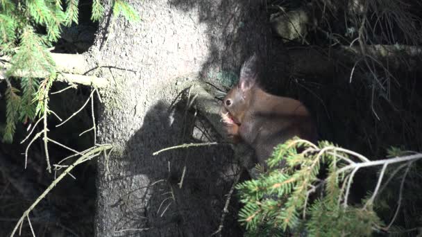 Squirrel Eating Fir Cone Tree Branch Chipmunk Eating Forest Wood — стокове відео