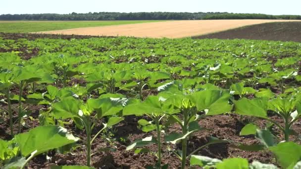 畑の野菜の4K列 ジャガイモ田舎栽培の農場 — ストック動画