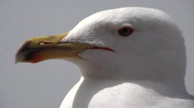 4k Martı Sahilde Yakından Macro, Baş, Deniz Kuşunun Gözleri Yakından Görüntü