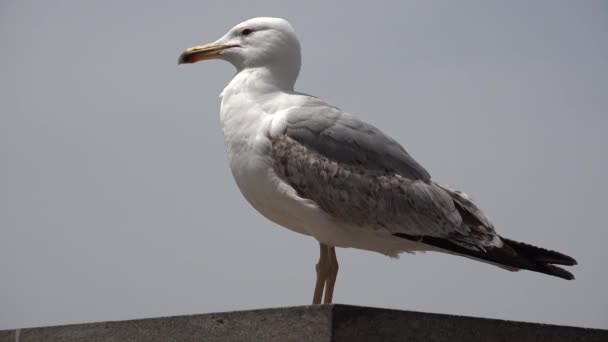 Pescăruș Plajă Aproape Macro Cap Ochi Pasăre Mare Închidere Vedere — Videoclip de stoc