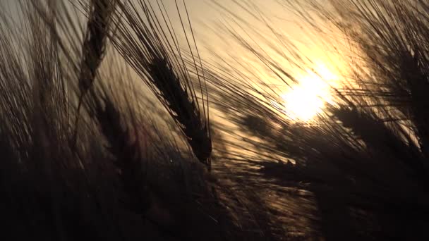Пшениця Полі Сільського Господарства Вухо Сансет Індустрія Сільськогосподарського Погляду Зерно — стокове відео