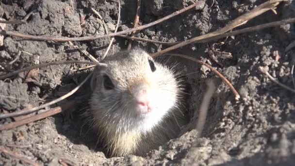 Agujero Comadreja Campo Nutria Casa Visón Medio Ambiente Natural Animales — Vídeo de stock