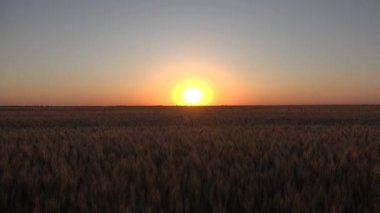 Tarım Tarlasında Buğday, Günbatımında Kulak, Tarım Manzarası Tahıl Endüstrisi, Mısır Ürünleri Ürünleri