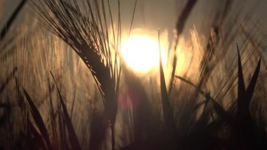 Tarım Tarlasında Buğday, Günbatımında Kulak, Tarım Manzarası Tahıl Endüstrisi, Mısır Ürünleri Ürünleri