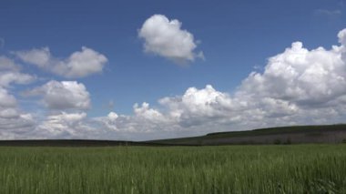 Sunset 'te 4K Buğday Hasadı, Tarım Endüstrisi, Mısır gevreğinde Güneş Işını, Tarım Tahıl Tarlası