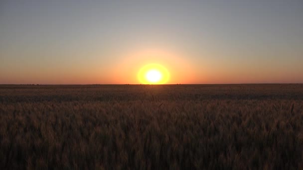 Trigo Campo Agricultura Oído Atardecer Industria Cereales Con Visión Agrícola — Vídeos de Stock