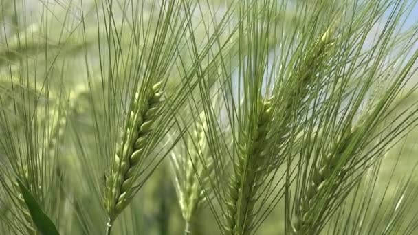 日落时分4K小麦穗收获 农业产业 谷类阳光收获 农业麦田收获 — 图库视频影像