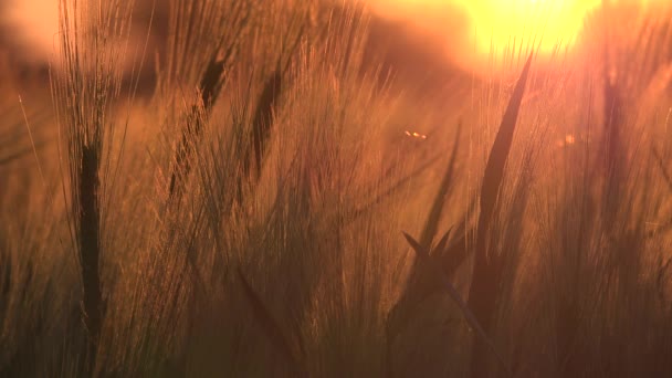 Pszenica Rolnictwie Ucho Zachodzie Słońca Rolnictwo Widok Przemysł Zbożowy Uprawy — Wideo stockowe