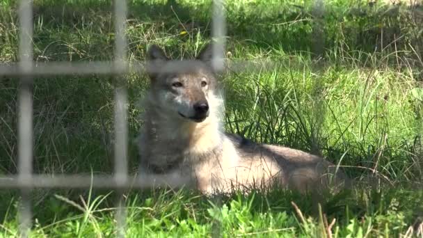 Timber Wolf Fånge Djurparken Djurreservat Naturreservat Porträtt Ansikte — Stockvideo