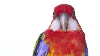 Rosella Papağan Kuşu, Avustralya Esaret Altında Kuşlar, Beyaz Arkaplanda Evcil Hayvan