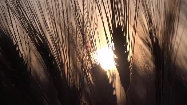 Trigo en el campo de agricultura, Oído al atardecer, Granos de vista agrícola, Cultivo de cereales, Industria Agraria — Vídeos de Stock