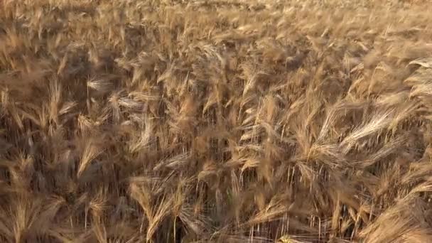 Vete i jordbruket fält, öra i solnedgången, jordbrukssyn korn, spannmål gröda, jordbruksindustrin — Stockvideo