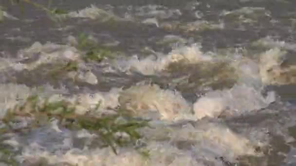 Blátivá řeka v záplavě, záplavy deštěm, bouřka, záplavy, kalamita — Stock video