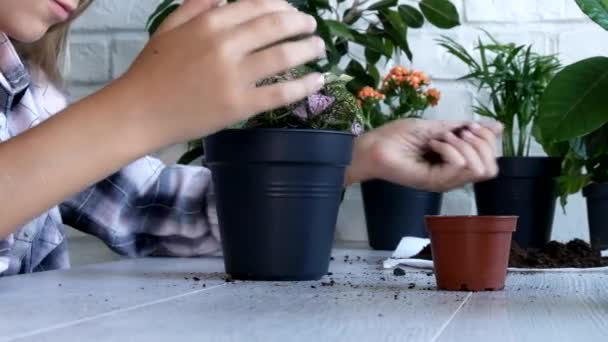 Barn händer Plantera blommor i Pot, Kid frön Grönsaker Flicka i jordbruket — Stockvideo