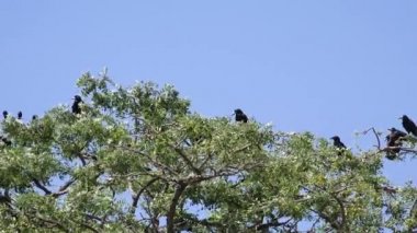 Daldaki Kargalar, Uçan Sürü, Ağaçtaki Kuzgun Kalabalığı, Kara Kuş, Yaklaş