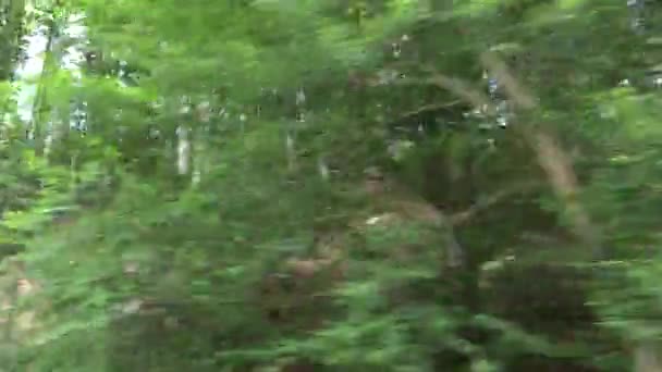 Jízda lesem, Wood Road Traffic, Pov Tracking Car, Auto Window View, Nature — Stock video