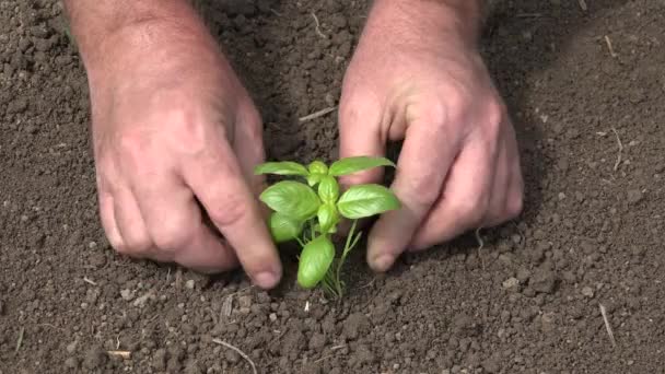 식물을 재배하는 농부, 채소를 재배하는 사람, 농토에서 손을 잡는 사람, 손가락 식물, 물장구하는 씨 — 비디오