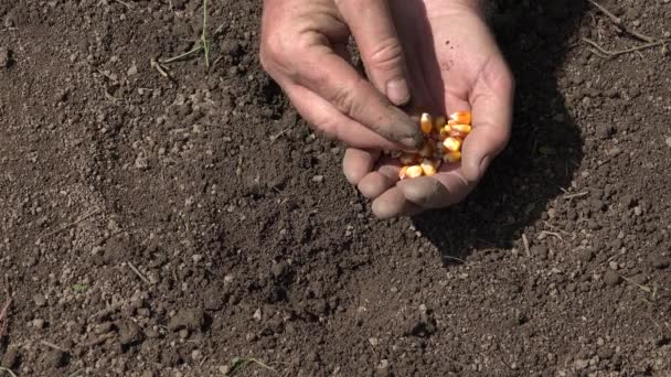 Hombre agricultor plantando granos de maíz de plántulas, manos adultas en el campo de agricultura, plantas de dedos, semillas de riego — Vídeos de Stock