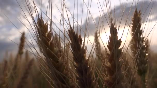 Trigo en el campo de agricultura, Oído al atardecer, Granos de vista agrícola, Cultivo de cereales, Industria Agraria — Vídeos de Stock