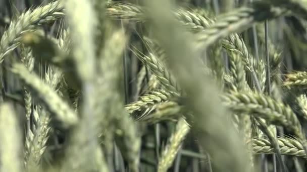 Oreja de trigo de centeno al atardecer, Campo de Agricultura, Granos, Cereales, Cosecha, Industria Agraria — Vídeos de Stock