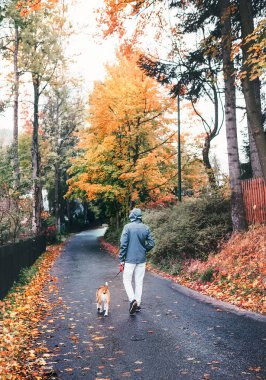 İnsan yağmurlu bir sonbahar gününde av köpeğiyle yürür.