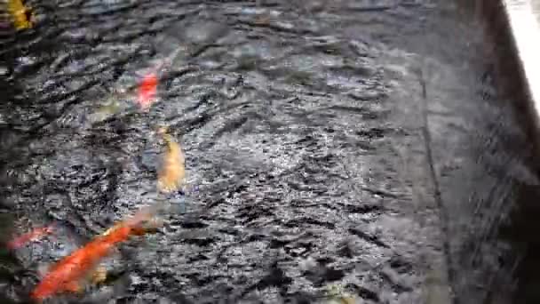 Koi Carp Vista Superior Grupo Peixes Japoneses Alimentos Subaquáticos Alimentação — Vídeo de Stock