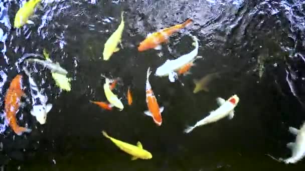 Lassú Mozgás Koi Ponty Top View Group Japanese Fish Underwater — Stock videók