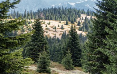 Orman büyük Fatra mesafeden, Slovakya