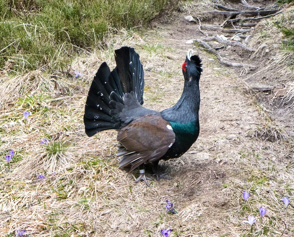 Heather pik in bos — Stockfoto