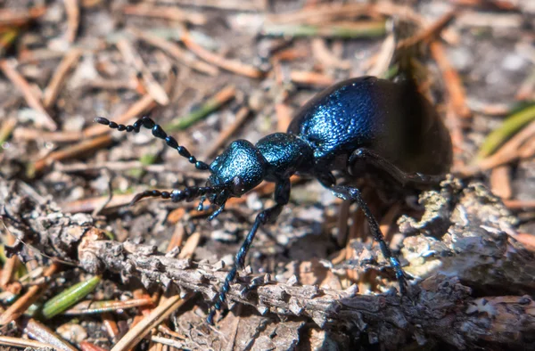 Escaravelho azul no chão — Fotografia de Stock
