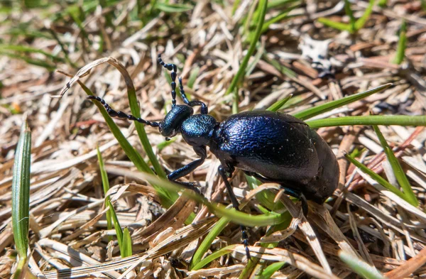 Escaravelho azul no chão — Fotografia de Stock