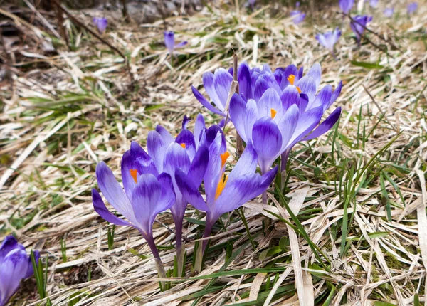 Violet flower - crocus — Stock Photo, Image