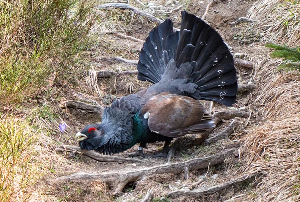 Gallo di legno arrabbiato — Foto Stock