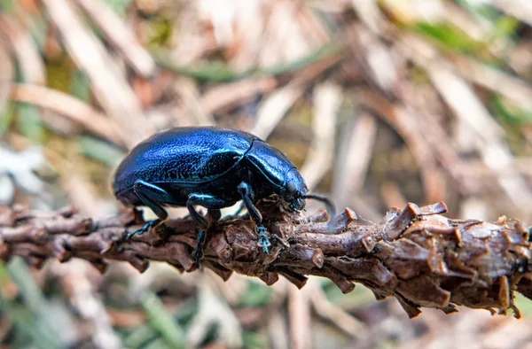 Escarabajo azul en el suelo — Foto de Stock