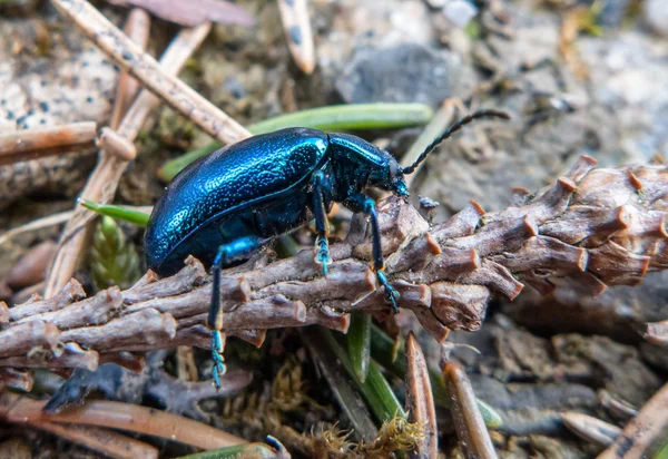 Escaravelho azul no chão — Fotografia de Stock