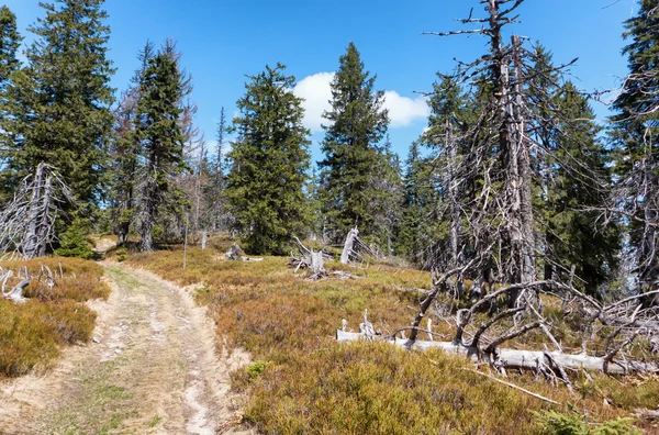 Forest at Great Fatra range, Slovakia — Stock Photo, Image