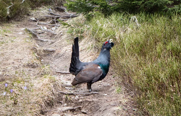 Heather pik in bos — Stockfoto